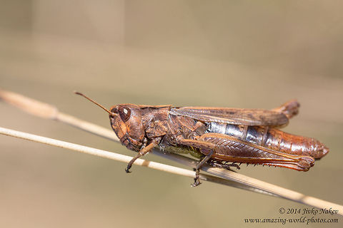 Common field grasshopper Common field grasshopper - Chorthipus brunneus Bulgaria,Chorthippus brunneus,Chorthipus brunneus,Common field grasshopper,Geotagged,acrididae,insect,nature,orthoptera