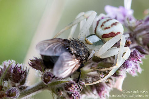 Goldenrod crab spider with prey Goldenrod Crab Spider - Misumena vatia Bulgaria,Geotagged,Goldenrod crab spider,Misumena vatia,anemone,arachnida,araneae,arthropoda,flower crab spider,fly,misumena vatia,nature,prey,spinneret