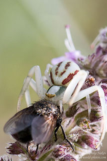 Goldenrod crab spider with prey Goldenrod Crab Spider - Misumena vatia Bulgaria,Geotagged,Goldenrod crab spider,Misumena vatia,anemone,arachnida,araneae,arthropoda,flower crab spider,fly,misumena vatia,nature,prey,spinneret