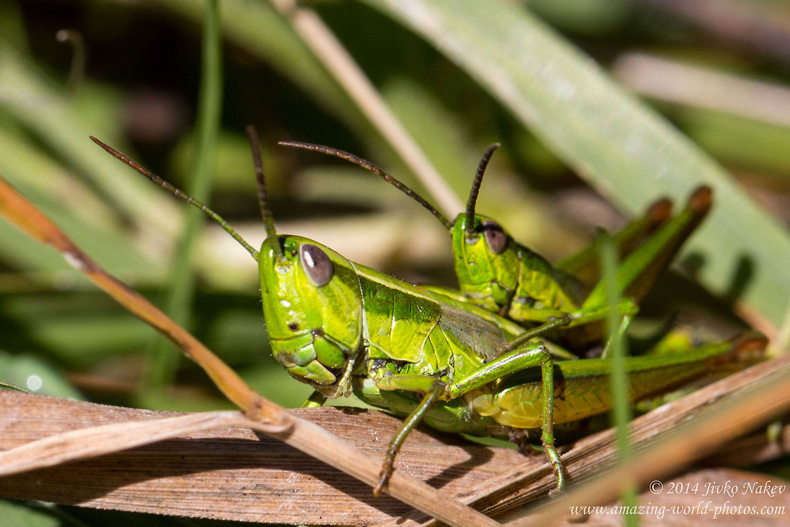 Smaragd-green Grasshopper Euthystira brachyptera Bulgaria,Euthystira brachyptera,Geotagged,grasshopper,insect,nature,smaragd green grasshopper