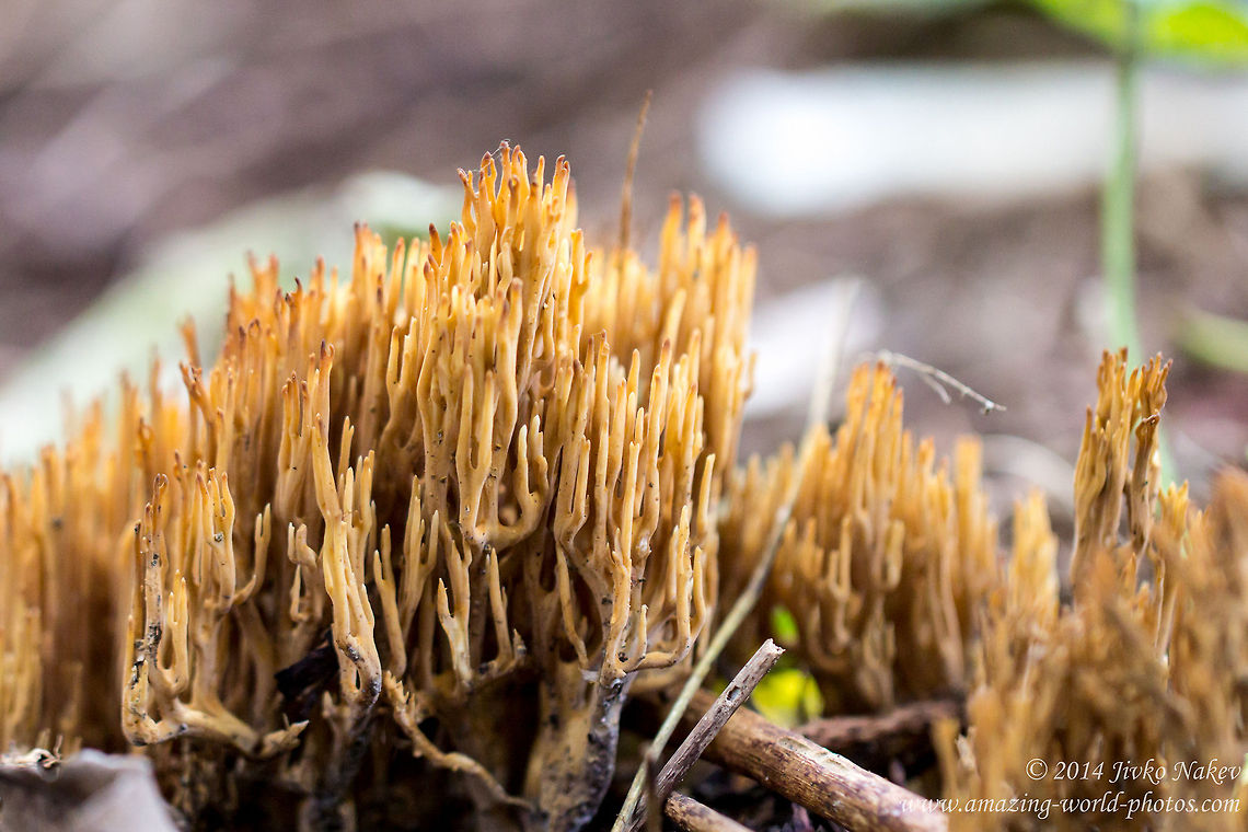 Straight Coral Fungus Straight Coral Fungus - Ramaria stricta Bulgaria,Geotagged,Gomphales,Ramaria stricta,Straight Coral Fungus,Strict-branch Coral,fungi,nature