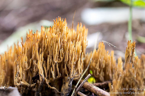 Straight Coral Fungus Straight Coral Fungus - Ramaria stricta Bulgaria,Geotagged,Gomphales,Ramaria stricta,Straight Coral Fungus,Strict-branch Coral,fungi,nature