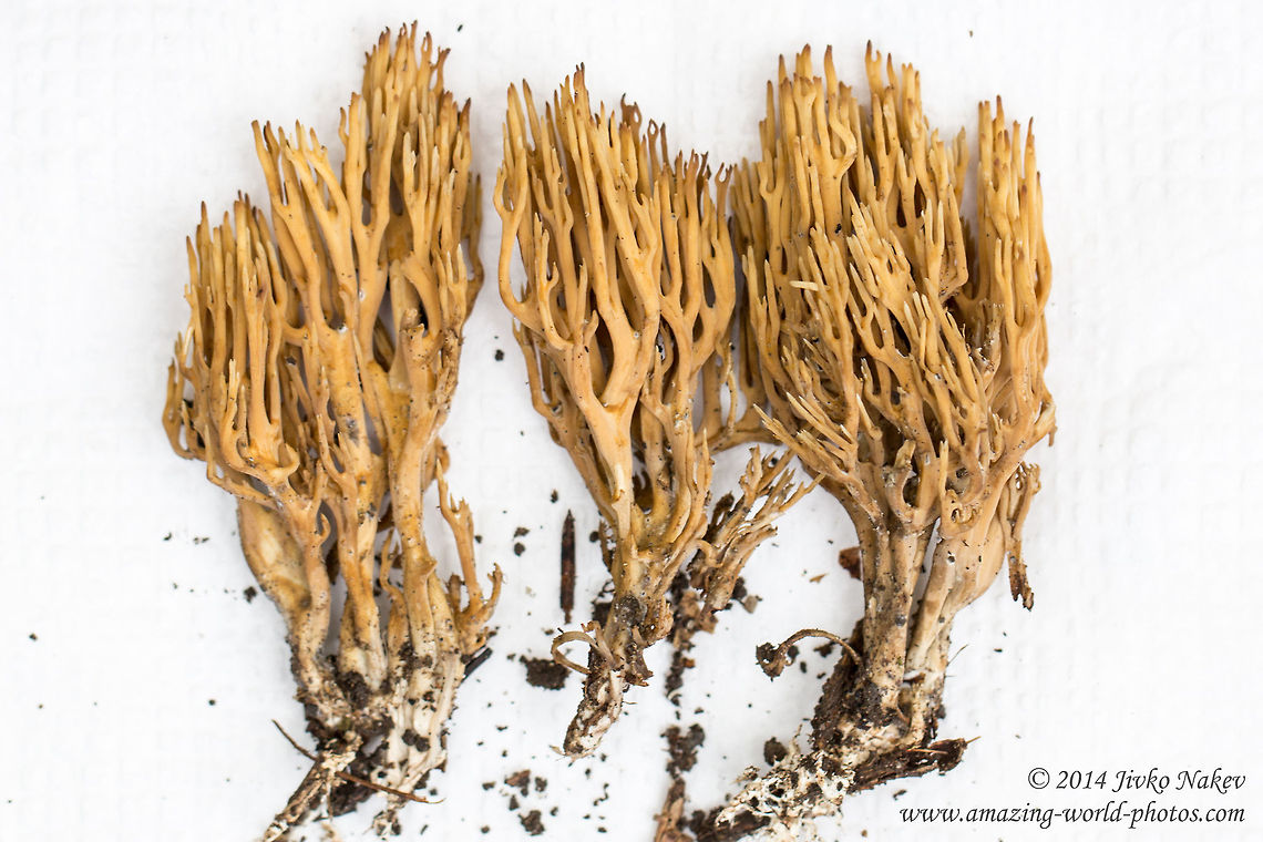 Straight Coral Fungus Straight Coral Fungus - Ramaria stricta Bulgaria,Geotagged,Gomphales,Ramaria stricta,Straight Coral Fungus,Strict-branch Coral,fungi,nature