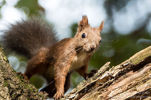 Red Squirrel Eurasian Red Squirrel - Sciurus vulgaris Bulgaria,Geotagged,Red Squirrel,Sciurus vulgaris,mammals,nature,omnivorous,red squirrel,rodent,tree squirrel
