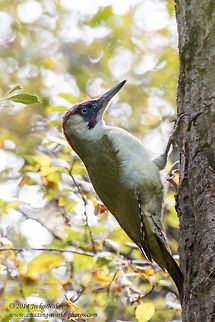 Green Woodpecker European green woodpecker - Picus viridis Bulgaria,European Green Woodpecker,Geotagged,Picus viridis,aves,birds,green woodpecker,nature,picidae,piciformes,picus viridis,woodpecker