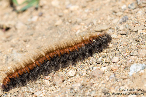 Fox Moth Caterpillar Fox Moth - Macrothylacia rubi Bulgaria,Eggars. Snout moths,Fox Moth Caterpillar,Geotagged,Lappet moths,Lasiocampidae,Macrothylacia rubi,lepidoptera,nature