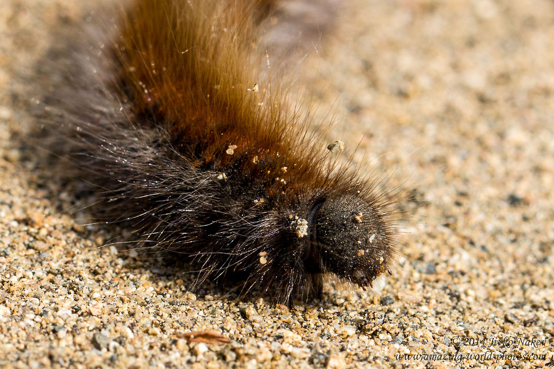 Fox Moth Caterpillar Close up Fox Moth - Macrothylacia rubi Bulgaria,Eggars. Snout moths,Fox Moth Caterpillar,Geotagged,Lappet moths,Lasiocampidae,Macrothylacia rubi,lepidoptera,nature
