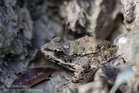 Greek stream frog