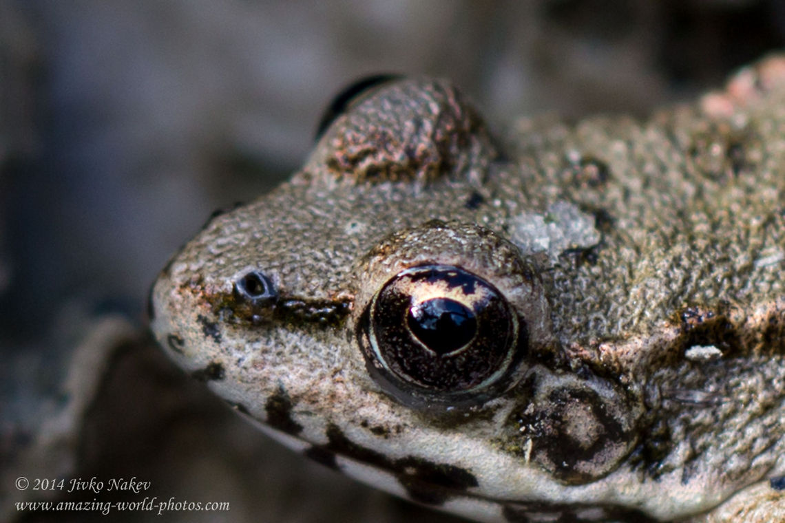 Greek Stream Frog Greek Stream Frog - Rana graeca Bulgaria,Geotagged,Greek Stream Frog,Greek stream frog,Rana graeca,amphibian,nature,ranidae