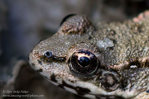 Greek Stream Frog Greek Stream Frog - Rana graeca Bulgaria,Geotagged,Greek Stream Frog,Greek stream frog,Rana graeca,amphibian,nature,ranidae