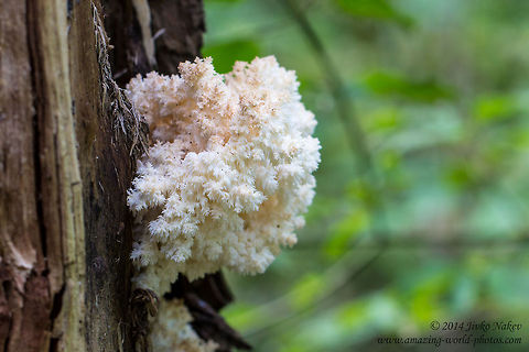 Coral Tooth Fungus Coral Tooth Fungus - Hericium coralloides Bulgaria,Coral Tooth Fungus,Geotagged,Hericium coralloides,Russulales,fungi,nature