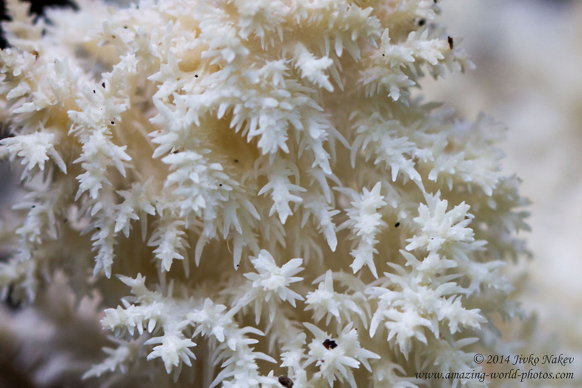 Coral Tooth Fungus Close-up Coral Tooth Fungus - Hericium coralloides Bulgaria,Coral Tooth Fungus,Geotagged,Hericium coralloides,Russulales,fungi,nature