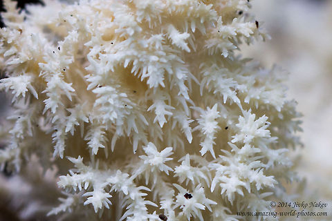 Coral Tooth Fungus Close-up Coral Tooth Fungus - Hericium coralloides Bulgaria,Coral Tooth Fungus,Geotagged,Hericium coralloides,Russulales,fungi,nature