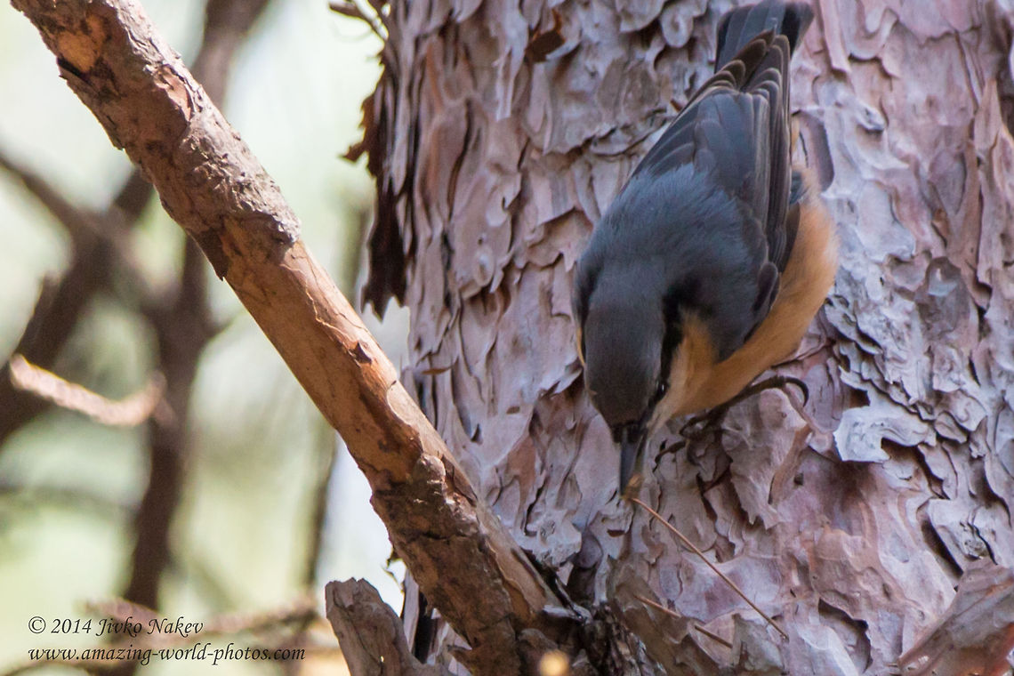 Euroasian Nuthatch Euroasian Nuthatch - Sitta europaea Bulgaria,Eurasian Nuthatch,Geotagged,Kleiber,Sitta europaea,Sittelle torchepot,Wood Nuthatch,aves,bird,csuszka,nature,picchio muratore