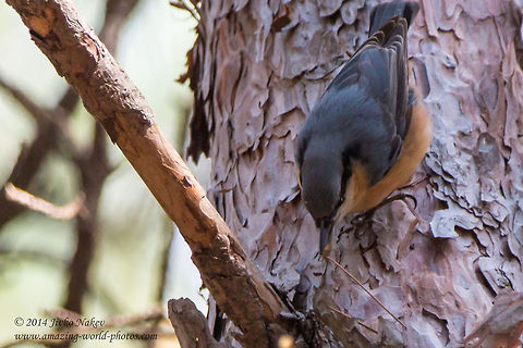 Euroasian Nuthatch Euroasian Nuthatch - Sitta europaea Bulgaria,Eurasian Nuthatch,Geotagged,Kleiber,Sitta europaea,Sittelle torchepot,Wood Nuthatch,aves,bird,csuszka,nature,picchio muratore