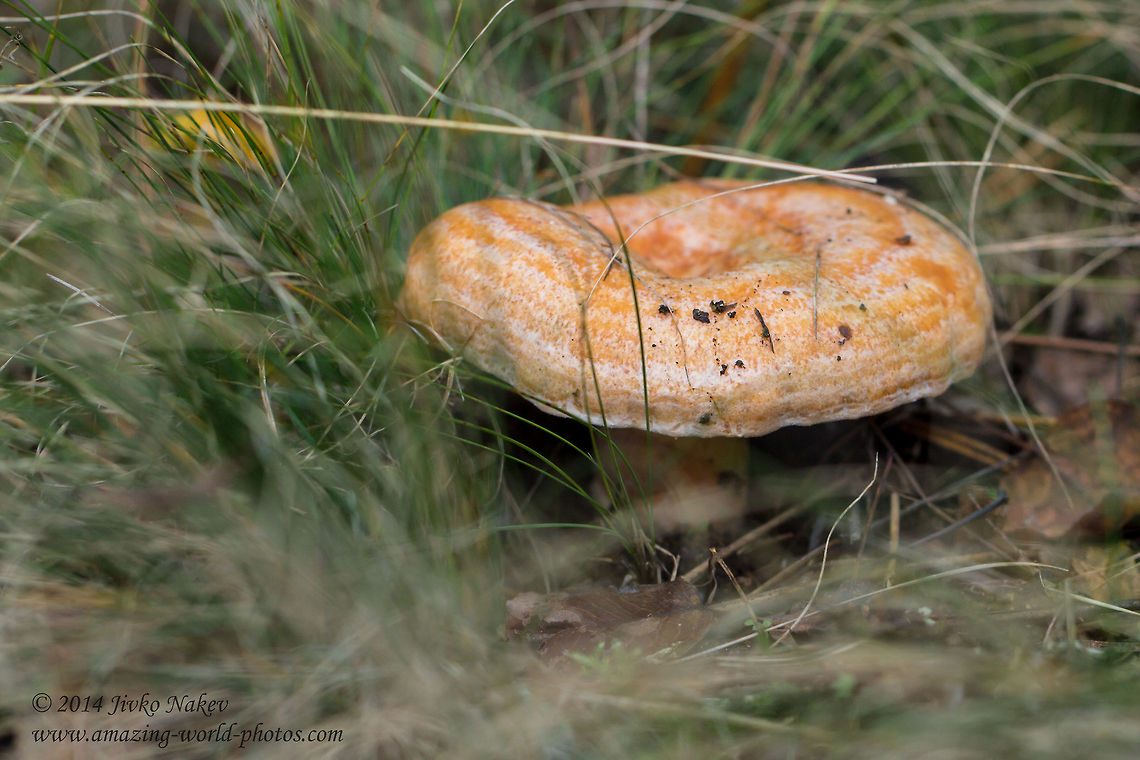 Saffron Milk Cap Red Pine Mushroom - Lactarius deliciosus Bulgaria,Geotagged,Lactarius deliciosus,Milk-cap,Red Pine Mushroom,Saffron Milk Cap,fungi,nature