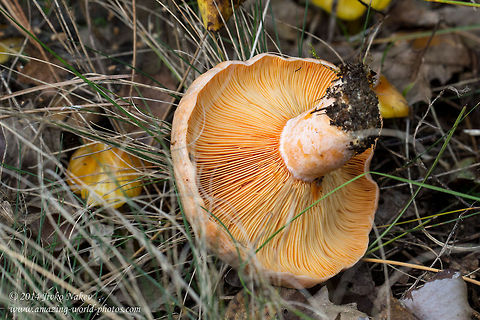Saffron Milk Cap Red Pine Mushroom - Lactarius deliciosus Bulgaria,Geotagged,Lactarius deliciosus,Milk-cap,Red Pine Mushroom,Saffron Milk Cap,fungi,nature
