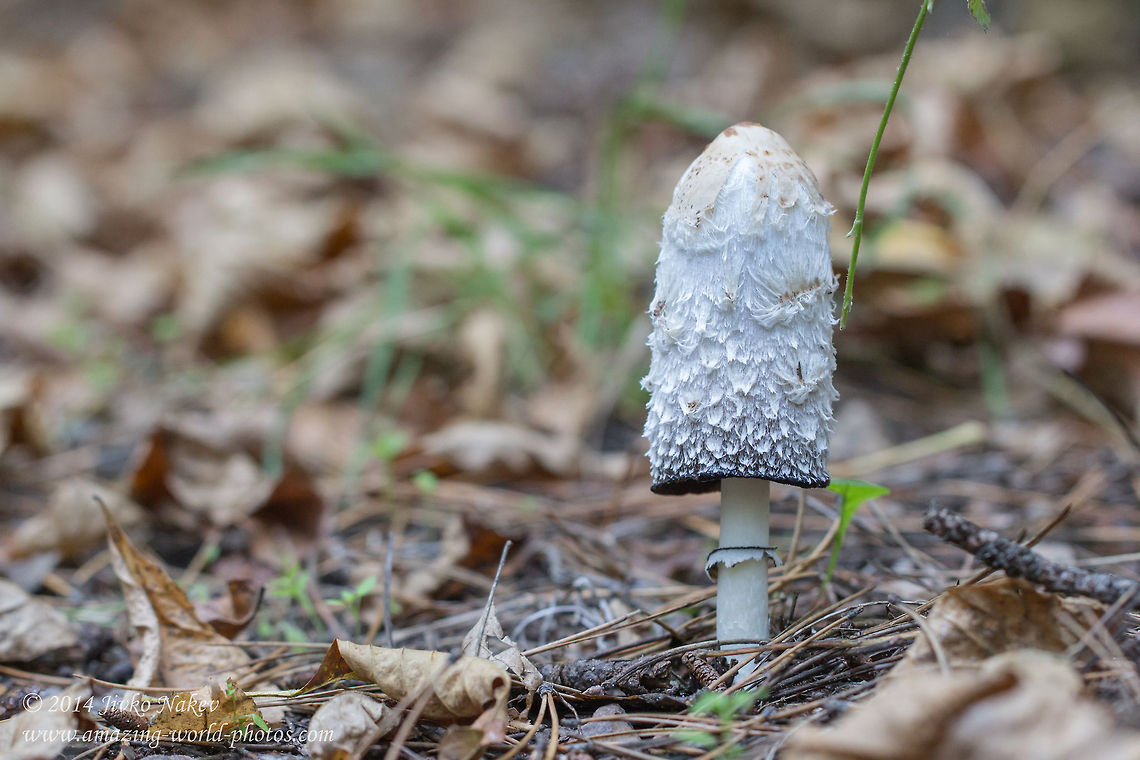 Shaggy Ink Cap Shaggy Ink Cap - Coprinus comatus Bulgaria,Coprinus comatus,Geotagged,Lawyer's Wig,Shaggy Ink Cap,Shaggy Mane,Shaggy ink cap,fungi,mushrooms,nature