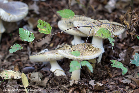The Blusher mushroom The Blusher mushroom - Amanita rubescens Amanita rubescens,Blusher,Bulgaria,Geotagged,fungi,mushrooms,nature