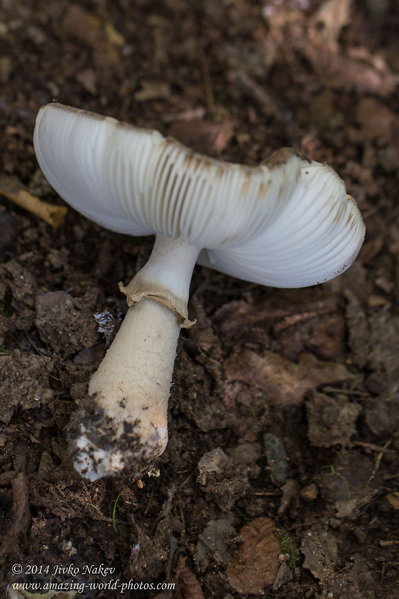 The Blusher mushroom The Blusher mushroom - Amanita rubescens Amanita rubescens,Blusher,Bulgaria,Geotagged,fungi,mushrooms,nature