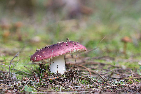 Russula melliolens