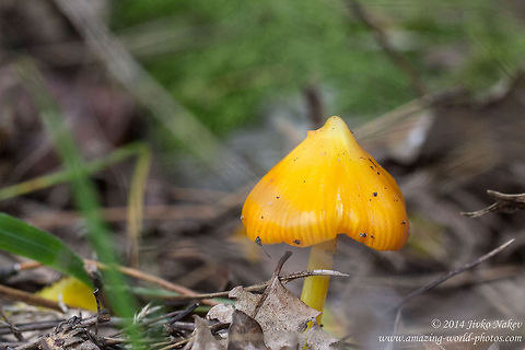 Hygrocybe acutoconica Mushroom Hygrocybe acutoconica Agaricales,Bulgaria,Geotagged,Hygrocybe acutoconica,fungi,mushrooms,nature