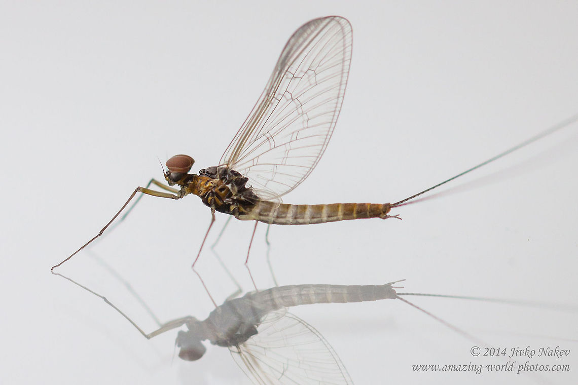 Cloeon Mayfly on my window Cloeon Mayfly male - Cloeon dipterum Baetidae,Bulgaria,Cloeon,Cloeon simile,Geotagged,Mayfly,insect,nature
