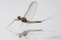 Cloeon Mayfly on my window Cloeon Mayfly male - Cloeon dipterum Baetidae,Bulgaria,Cloeon,Cloeon simile,Geotagged,Mayfly,insect,nature