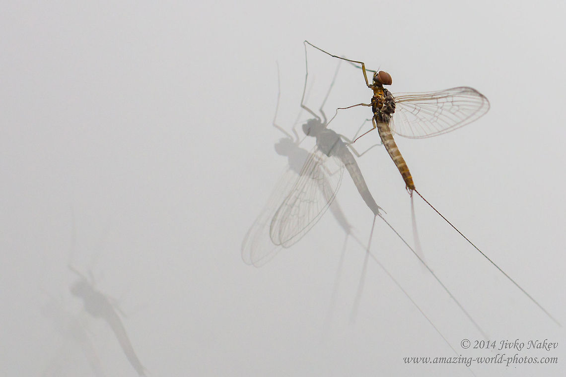 Cloeon Mayfly on my window Cloeon Mayfly male - Cloeon dipterum Baetidae,Bulgaria,Cloeon,Cloeon simile,Geotagged,Mayfly,insect,nature