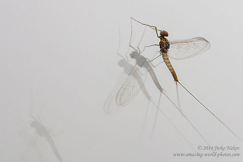 Cloeon Mayfly on my window Cloeon Mayfly male - Cloeon dipterum Baetidae,Bulgaria,Cloeon,Cloeon simile,Geotagged,Mayfly,insect,nature