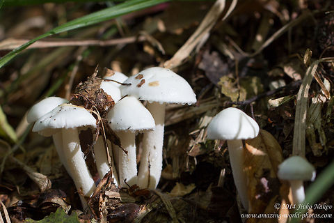 Ivory Waxy Cap Ivory woodwax - Hygrophorus eburneus Agaricales,Bulgaria,Cowboy's handkerchief,Geotagged,Hygrophorus eburneus,Ivory Waxy Cap,Ivory woodwax,Slimy mushroom,Wax cp mushroom,fungi,nature
