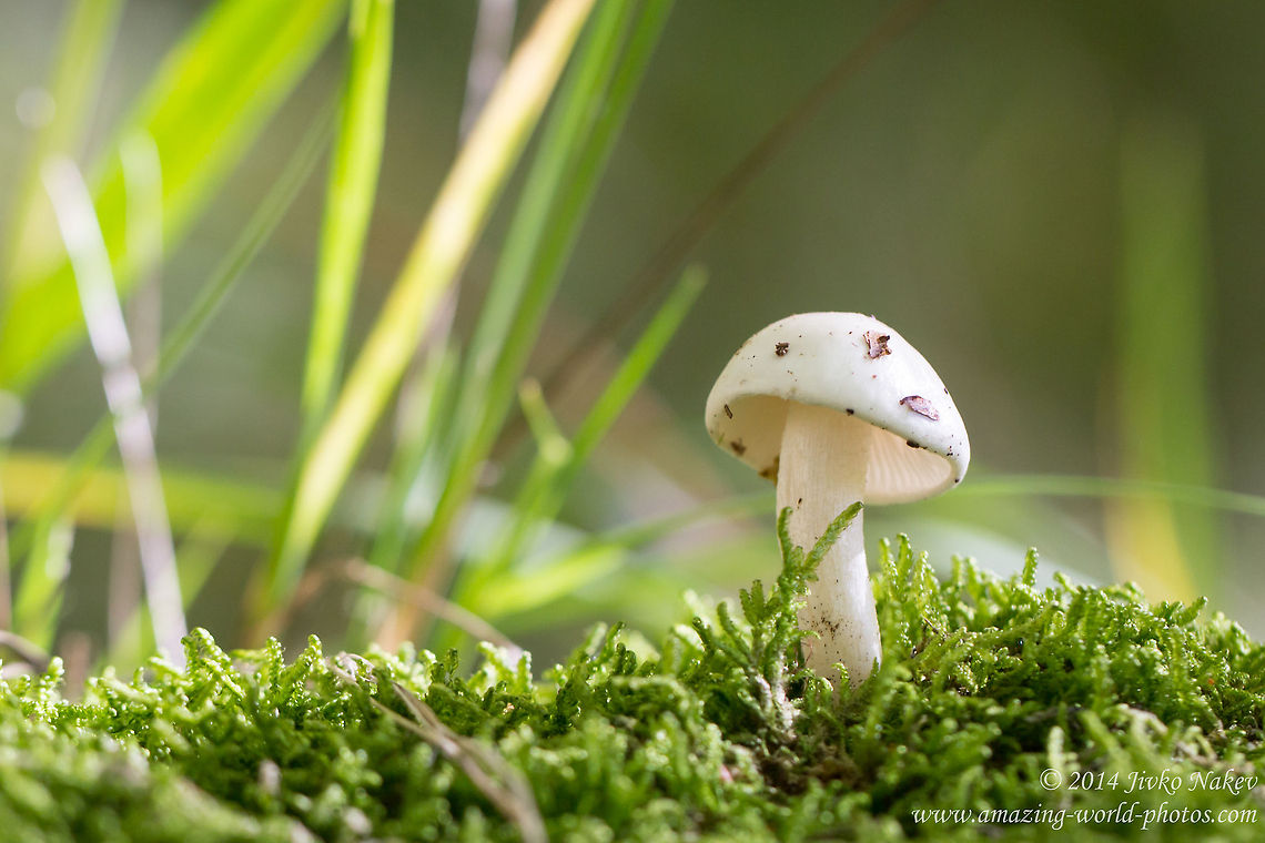 Ivory Waxy Cap Ivory woodwax - Hygrophorus eburneus Agaricales,Bulgaria,Cowboy's handkerchief,Geotagged,Hygrophorus eburneus,Ivory Waxy Cap,Ivory woodwax,Slimy mushroom,Wax cp mushroom,fungi,nature