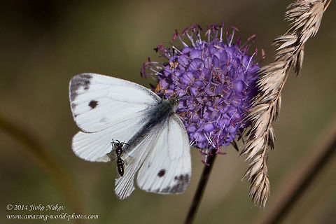 Green-veined Butterfly and Halictid bee Lasioglossum sp. Pieris napi Bulgaria,Cabbage Butterfly,Geotagged,Green-veined White,Halictid bee,Large White,Lasioglossum sp.,Pieris napi,insect,lepidoptera,nature