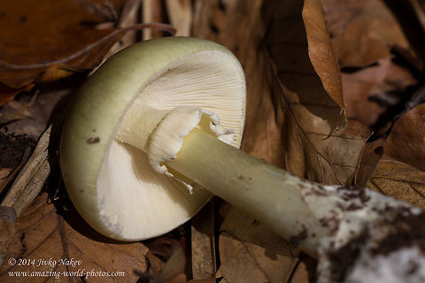 Death cap mushroom Death cap mushroom - Amanita phalloides Amanita phalloides,Bulgaria,Death cap mushroom,Geotagged,fungi,nature,poisonous fungus