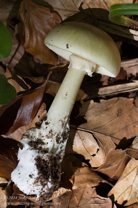 Death cap mushroom Death cap mushroom - Amanita phalloides Amanita phalloides,Bulgaria,Death cap mushroom,Geotagged,fungi,nature,poisonous fungus