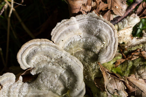 Hairy bracket fungi Hairy bracket fungi - Trametes hirsuta Bulgaria,Geotagged,Hairy bracket,Hairy bracket fungi,Trametes hirsuta,nature,wood mushroom