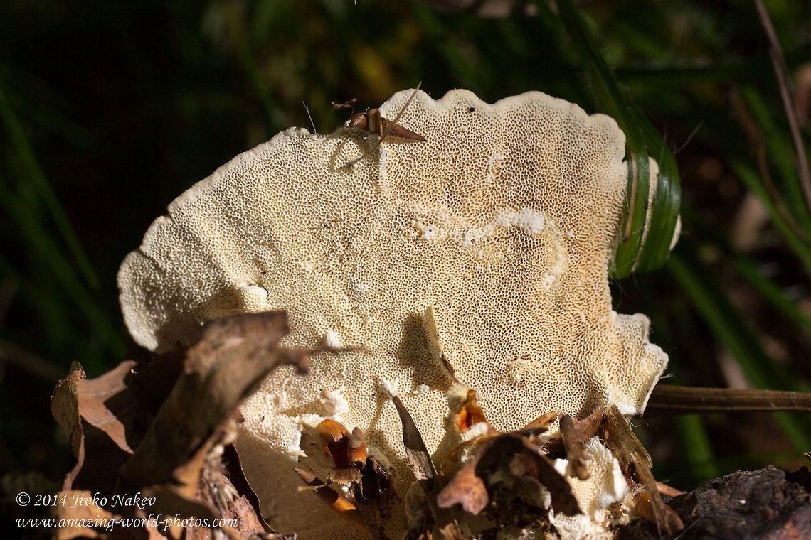 Hairy bracket fungi underside - vertical  pores Hairy bracket fungi - Lactarius deliciosus Bulgaria,Geotagged,Hairy bracket,Hairy bracket fungi,Trametes hirsuta,nature,wood mushroom