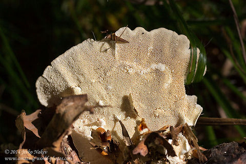 Hairy bracket fungi underside - vertical  pores Hairy bracket fungi - Lactarius deliciosus Bulgaria,Geotagged,Hairy bracket,Hairy bracket fungi,Trametes hirsuta,nature,wood mushroom
