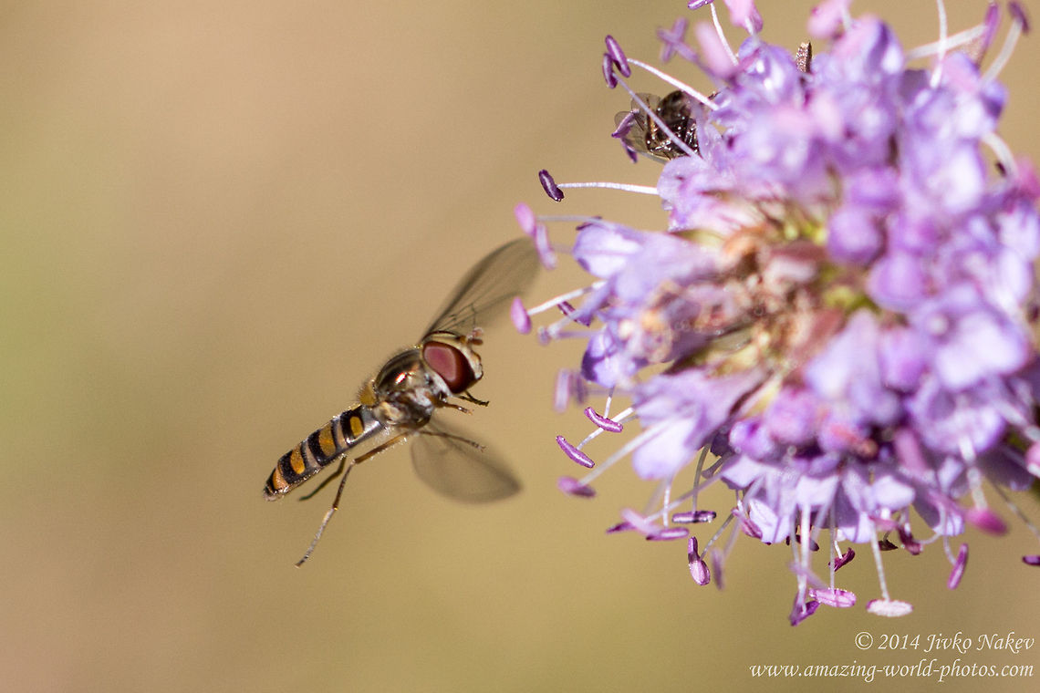 Marmalade Hoverfly Episyrphus balteatus Hoverfly Episyrphus balteatus Bulgaria,Episyrphus balteatus,Geotagged,Marmalade Hoverfly,Marmalade hoverfly,Syrphidae,diptera,hoverfly,insect,nature