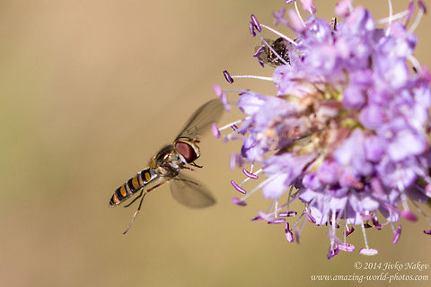 Marmalade Hoverfly Episyrphus balteatus Hoverfly Episyrphus balteatus Bulgaria,Episyrphus balteatus,Geotagged,Marmalade Hoverfly,Marmalade hoverfly,Syrphidae,diptera,hoverfly,insect,nature