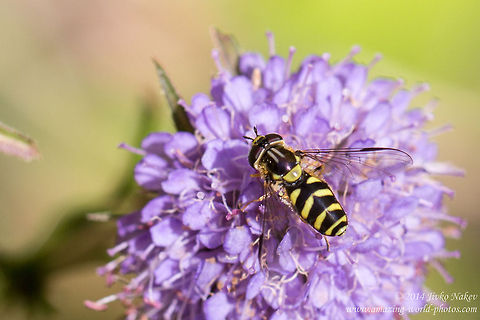 Hoverfly Hoverfly - Syrphus ribesii Bulgaria,Dasysyrphus albostriatus,Geotagged,Syrphidae,diptera,hoverfly,insect,nature,syrphus ribesii