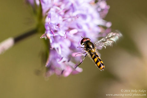 Hoverfly - Meligramma euchromum Hoverfly - Meligramma euchromum Bulgaria,Geotagged,Meligramma euchromum,Syrphidae,diptera,hoverfly,insect,nature