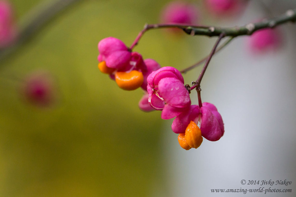 European spindle European spindle - Euonymus europaeus Bulgaria,Celastrales,Common spindle,Euonymus europaeus,European spindle,Geotagged,flower,nature,plant