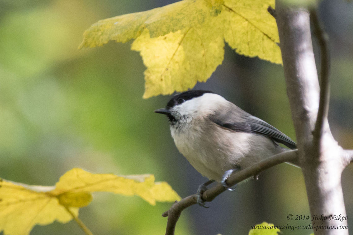 Willow Tit  Bulgaria,Geotagged,Paridae,Poecile montanus,Willow Tit,bird,birds,nature,passerine,singing bird,willow tit