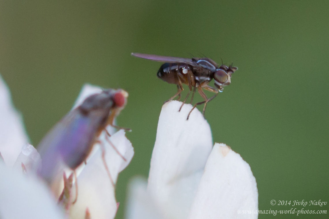 A miniature, about 2-2.5 mm fly, most probably Ephydridae. Ephydridae is a family of flies with about 1500 species. Called Shore flies or Brine flies. Bulgaria,Diptera,Geotagged,flies