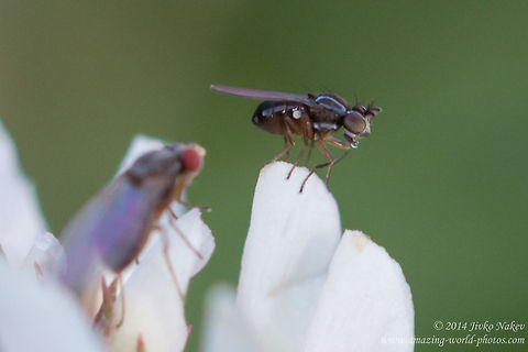 A miniature, about 2-2.5 mm fly, most probably Ephydridae. Ephydridae is a family of flies with about 1500 species. Called Shore flies or Brine flies. Bulgaria,Diptera,Geotagged,flies