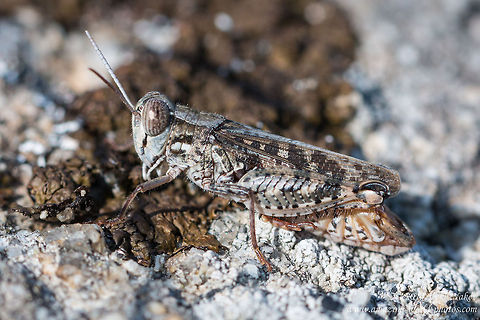 Locust Calliptamus barbarus - male Calliptamus barbarus,Geotagged,Greece,Locust,acrididae,grasshopper,nature,orthoptera