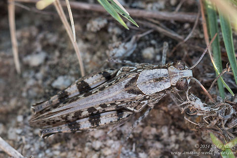 Locust - great camouflage Calliptamus barbarus Calliptamus barbarus,Geotagged,Greece,Locust,acrididae,grasshopper,nature,orthoptera