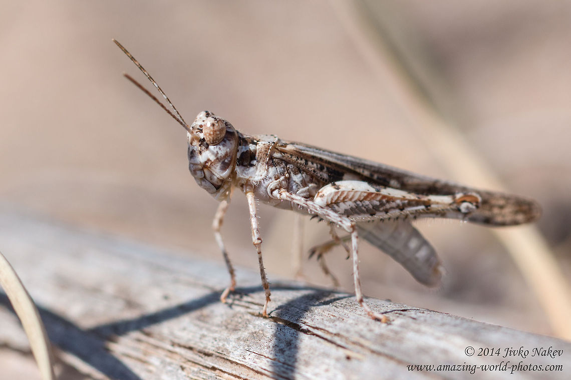 Acrotylus longipes Grasshopper Acrotylus longipes Acrotylus longipes,Geotagged,Greece,acrididae,grasshopper,insect,nature,orthoptera