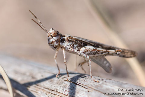Acrotylus longipes Grasshopper Acrotylus longipes Acrotylus longipes,Geotagged,Greece,acrididae,grasshopper,insect,nature,orthoptera